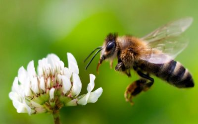 Hvala čebelarjem – tudi s petjem in rapanjem